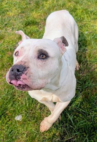 Enlarge HARLEY QUINN, a Adoptable Pit Bull Terrier in Akron, OH image 1/1
