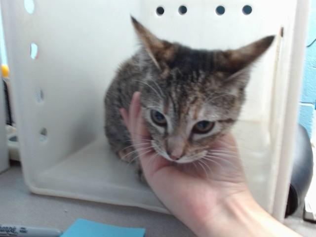 OPAL, Adoptable, Young Female American Shorthair & Domestic Short Hair.