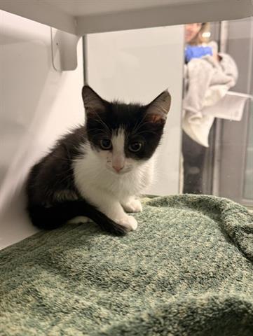 RILEY, Adoptable, Kitten Male Domestic Short Hair.