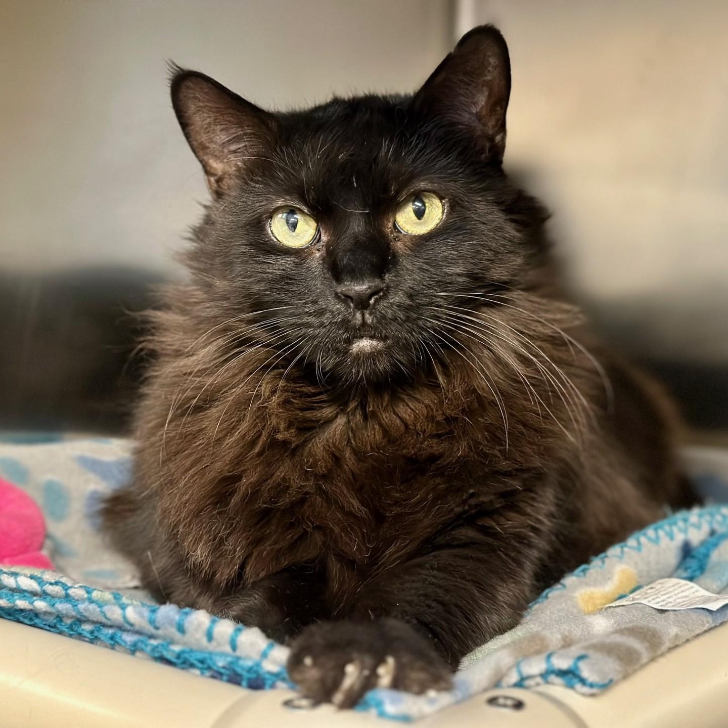 Enlarge Onyx , a ADOPTABLE Domestic Long Hair in Jackson, NJ image 3/3