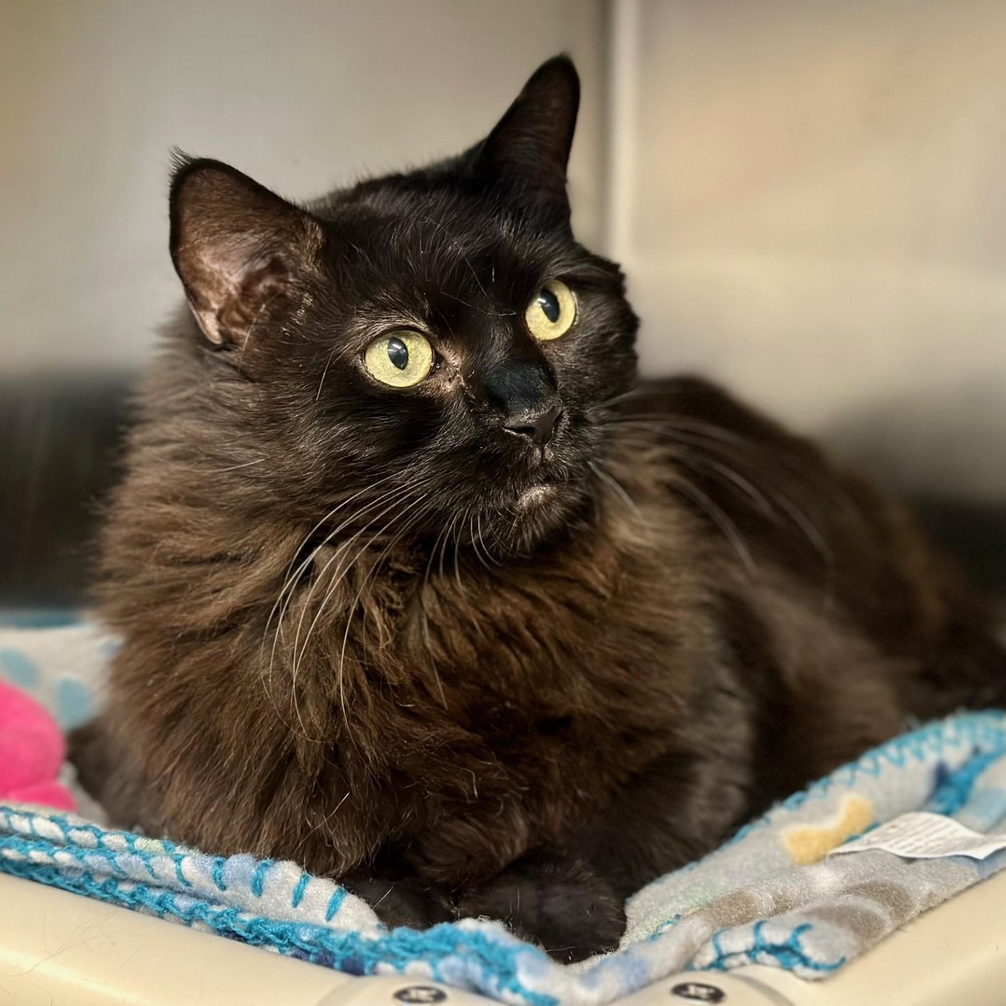 Enlarge Onyx , a ADOPTABLE Domestic Long Hair in Jackson, NJ image 2/3