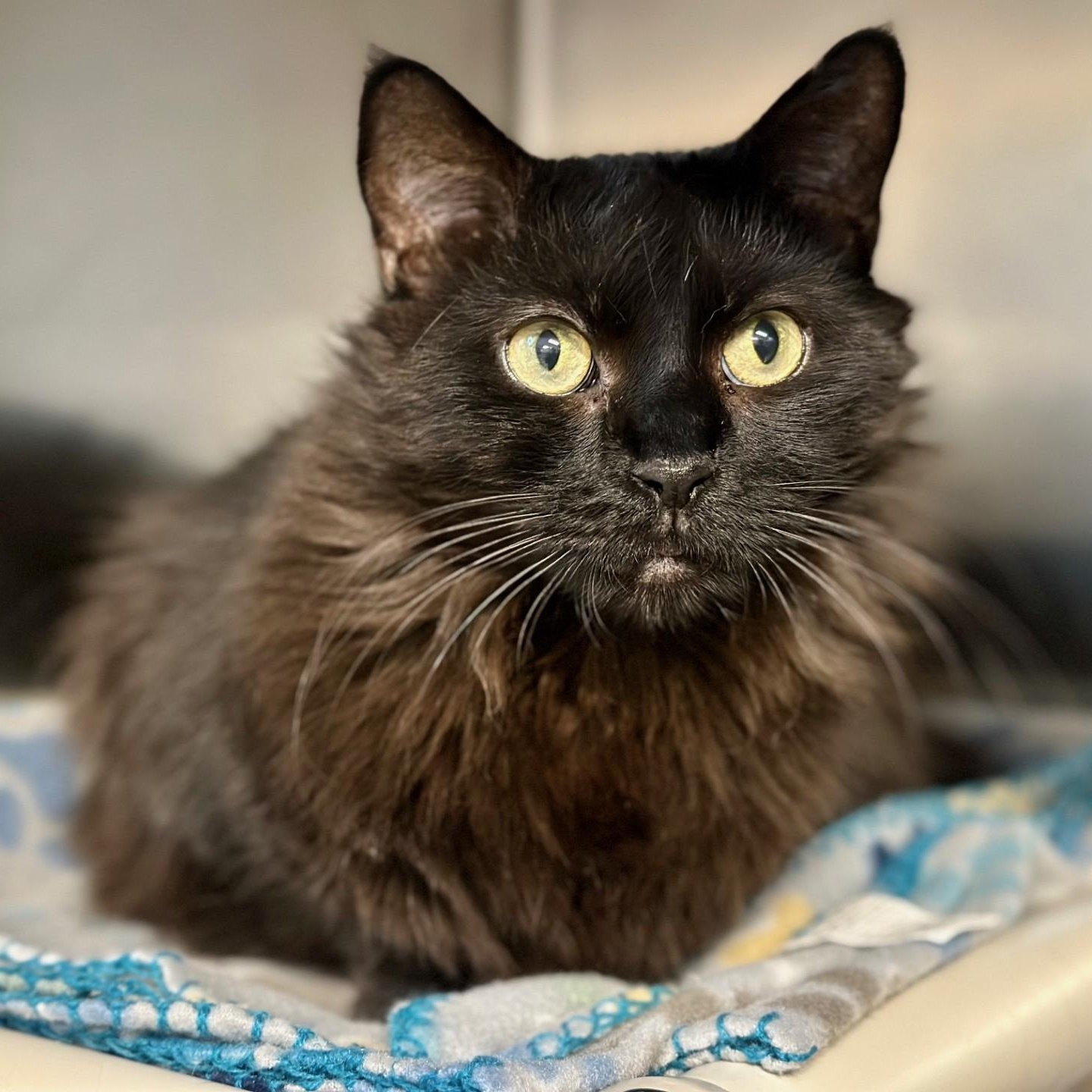 Enlarge Onyx , a ADOPTABLE Domestic Long Hair in Jackson, NJ image 1/3