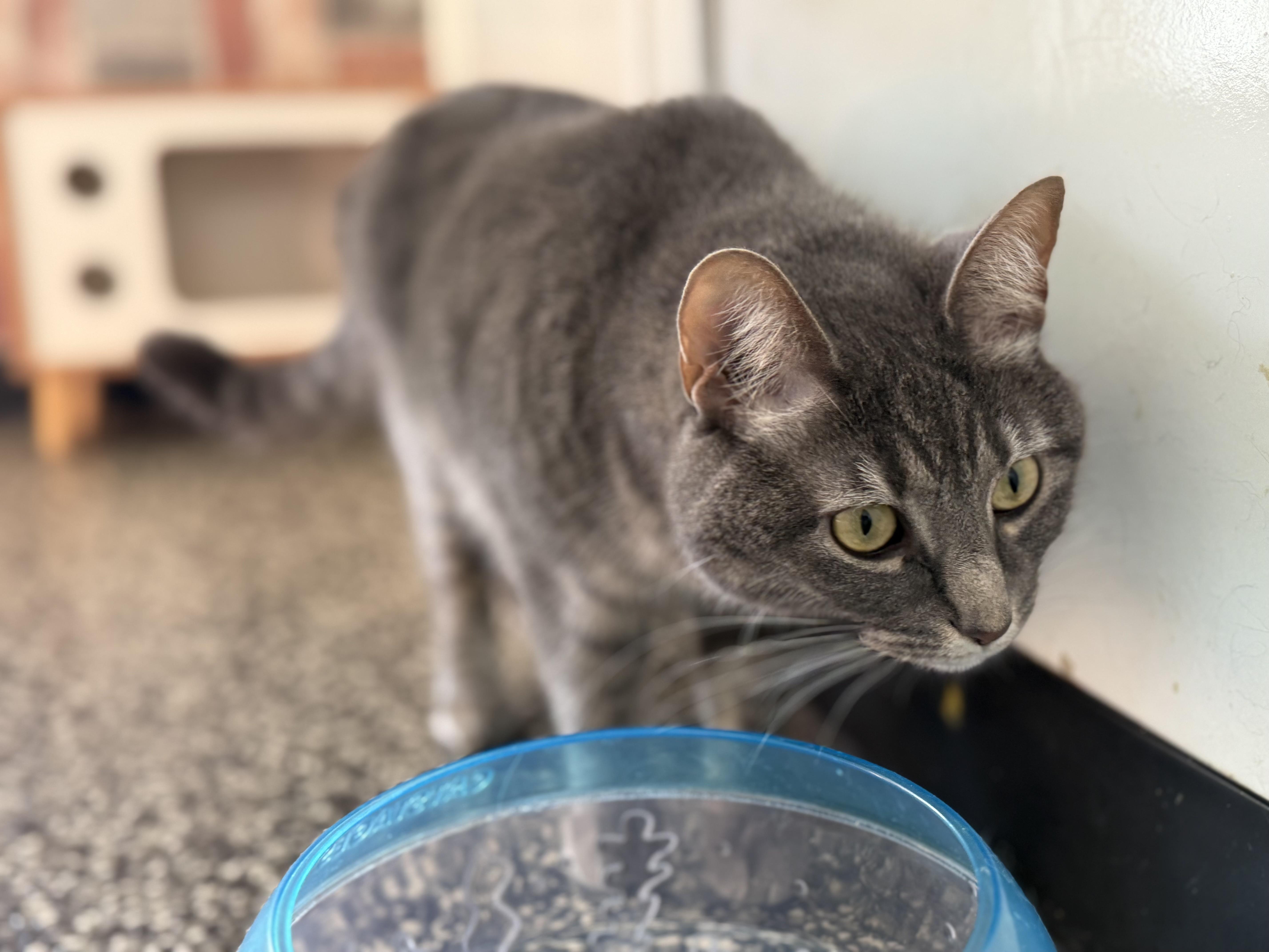 Noodle, a Adoptable Domestic Short Hair in McKenzie, TN image 4/4