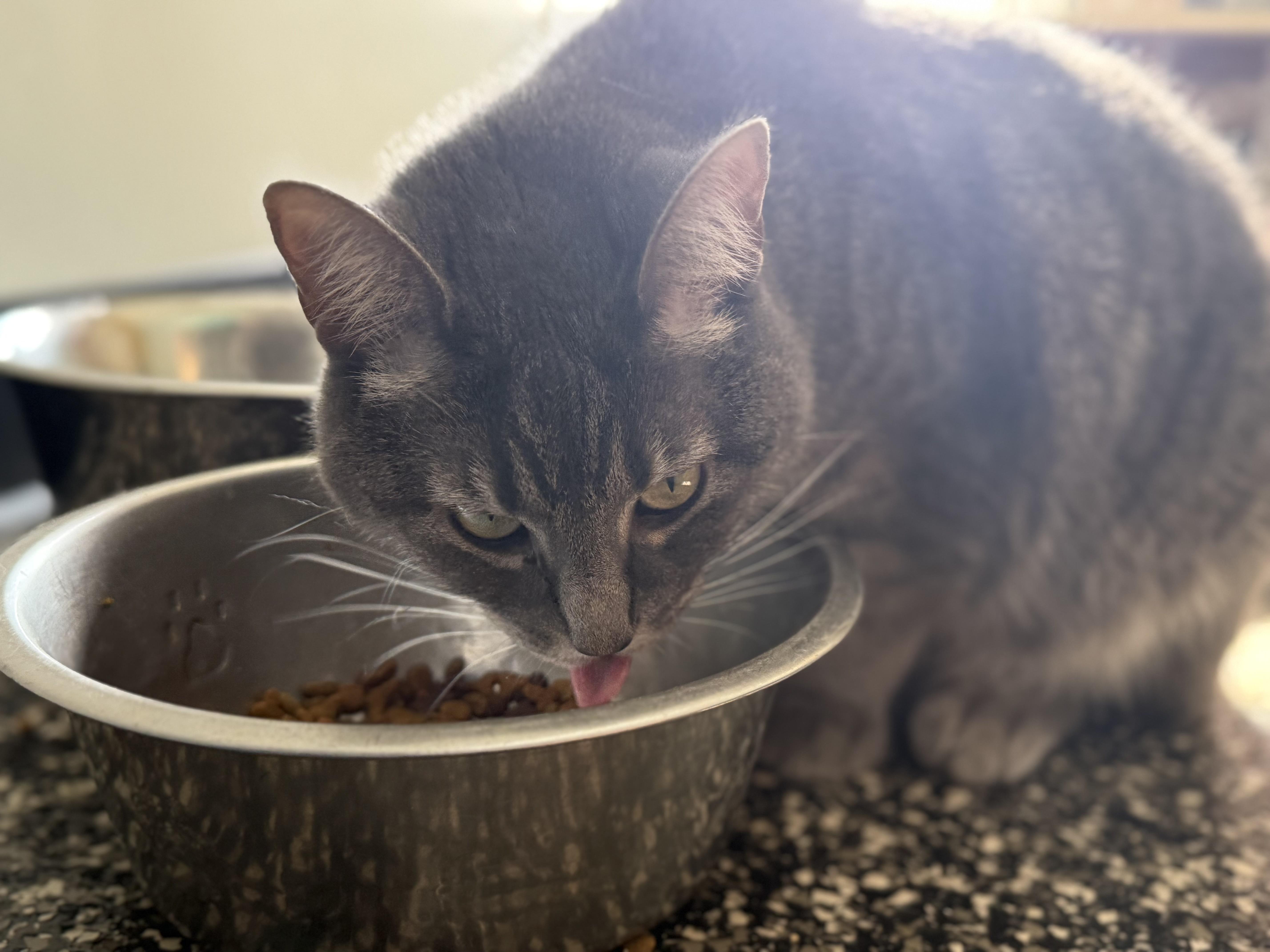 Noodle, a Adoptable Domestic Short Hair in McKenzie, TN image 3/4