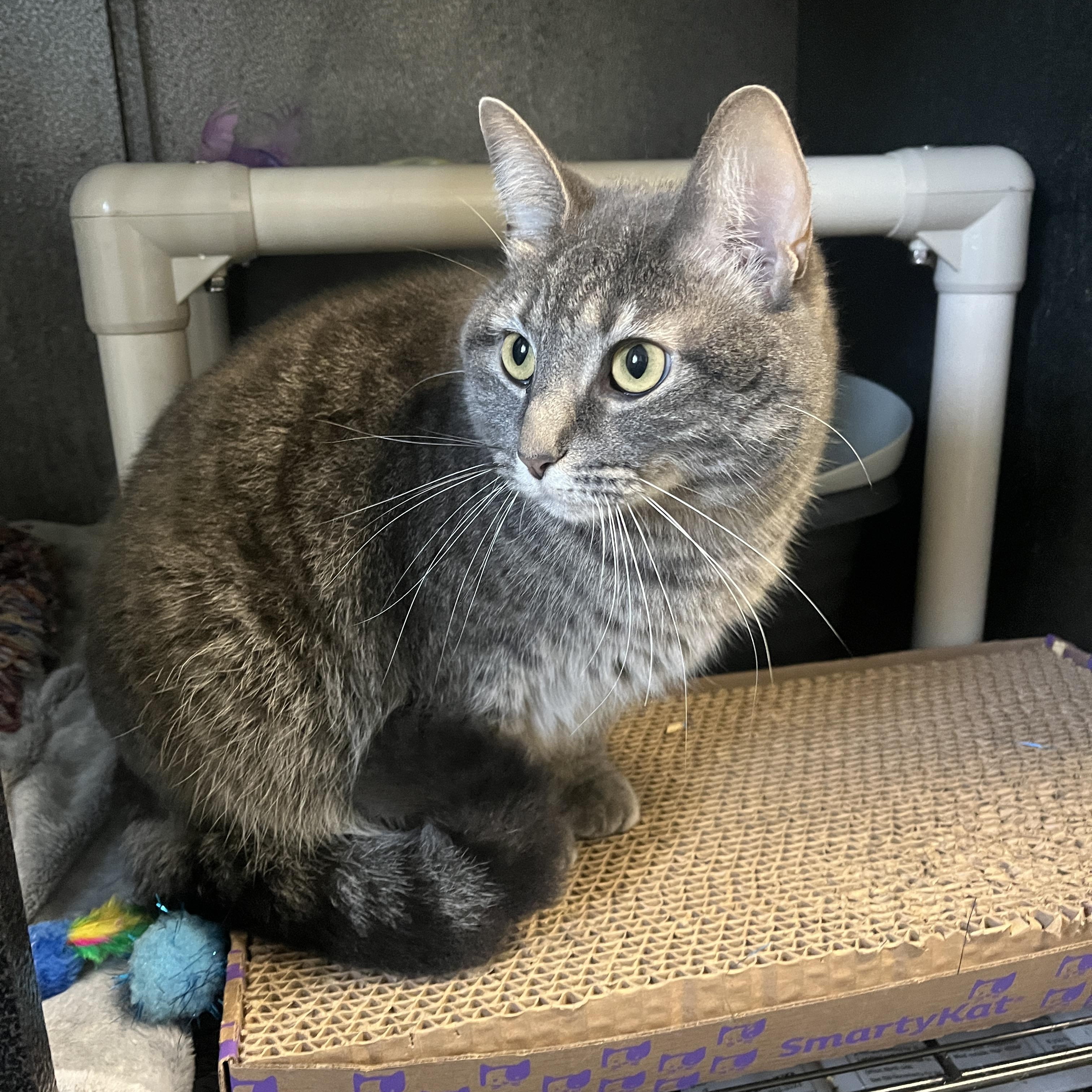 Noodle, a Adoptable Domestic Short Hair in McKenzie, TN image 2/4