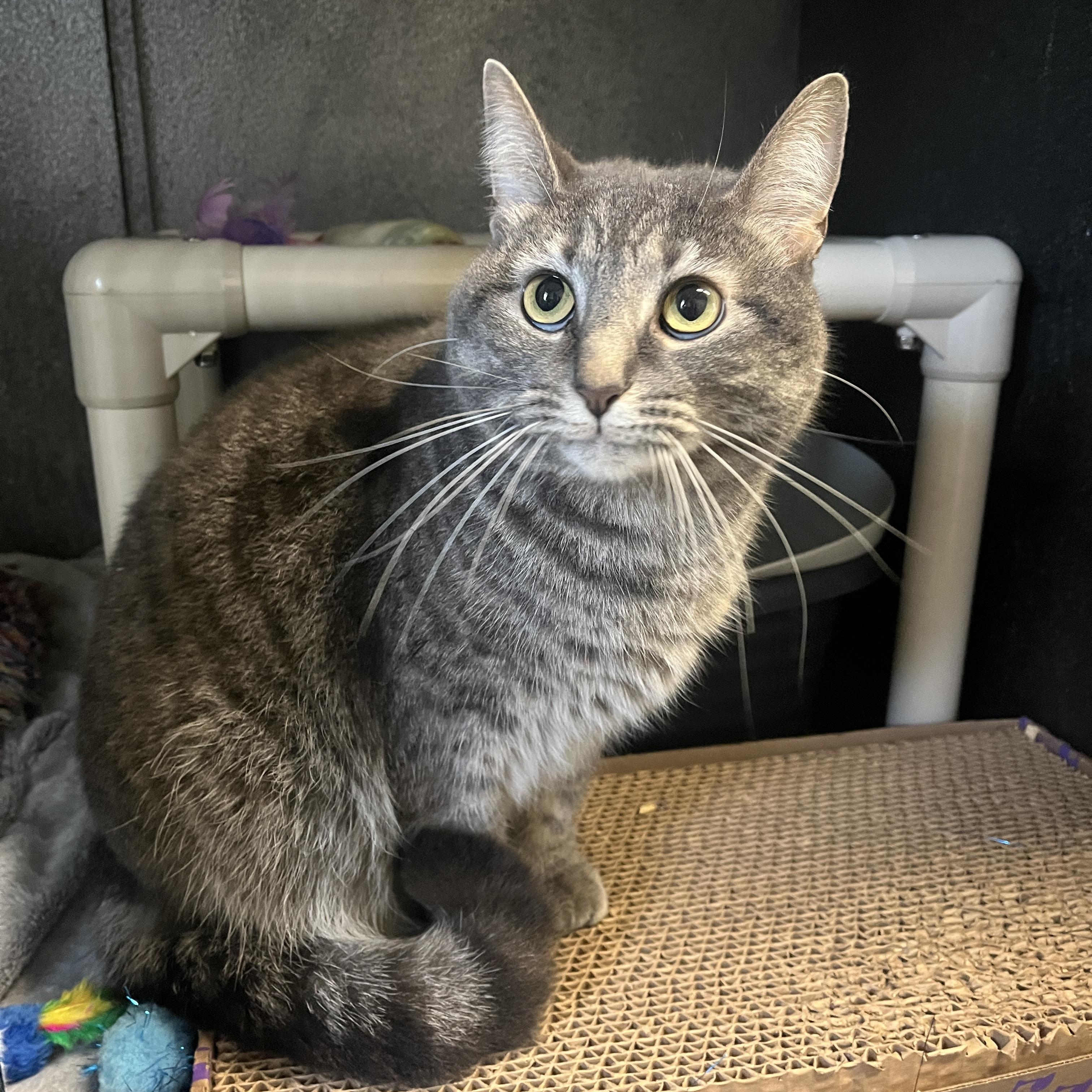 Noodle, Adoptable, Adult Female Domestic Short Hair.