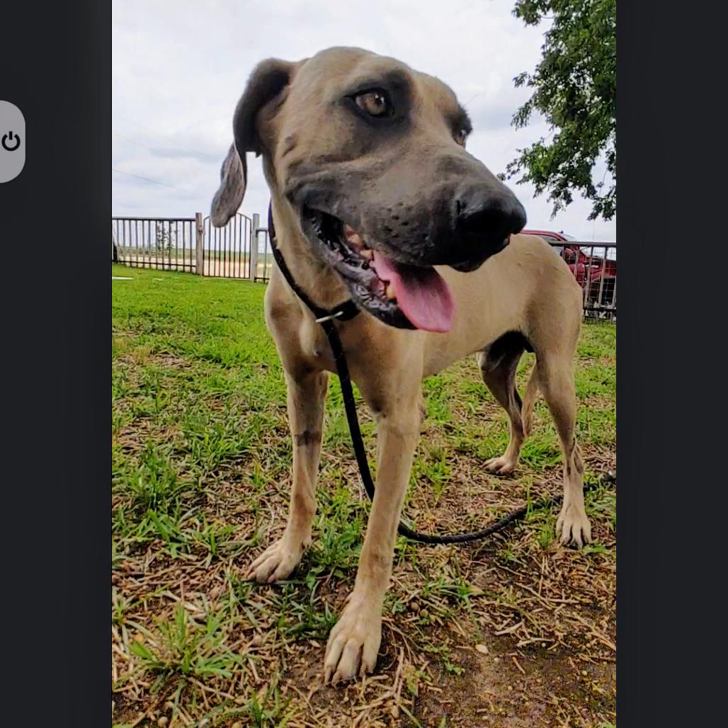 Boone, an adoptable Sloughi, Black Mouth Cur in San Marcos , TX, 78666 | Photo Image 1