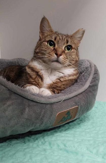 Gabriela, Adoptable, Young Female Domestic Short Hair & Domestic Short Hair.