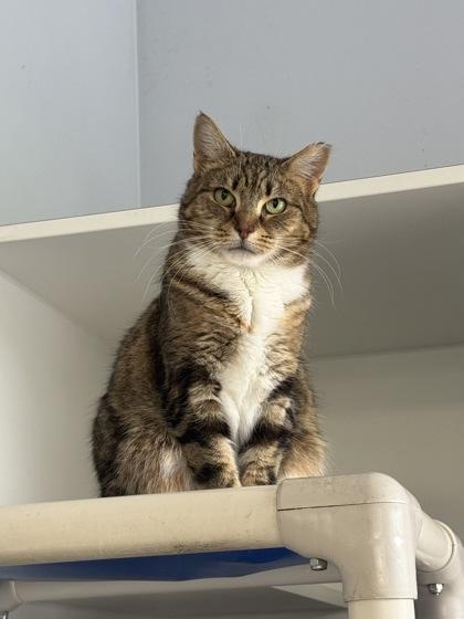 Enlarge Gabriela, a Adoptable Domestic Short Hair in Atlanta, GA image 2/3