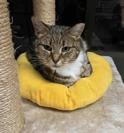 Gabriela, Adoptable, Young Female Domestic Short Hair & Domestic Short Hair.