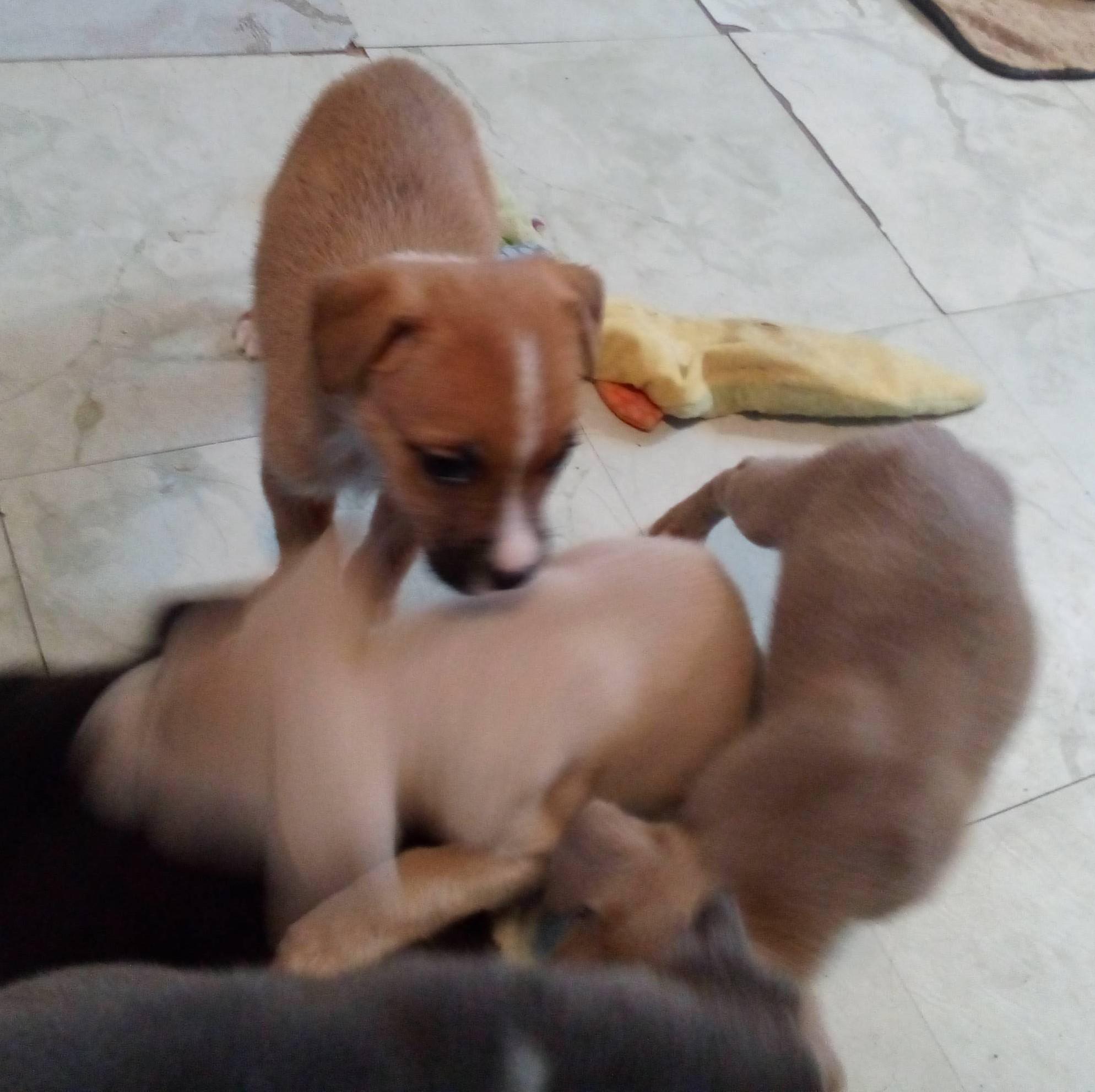 Pinto, adopted, Puppy Male Weimaraner.