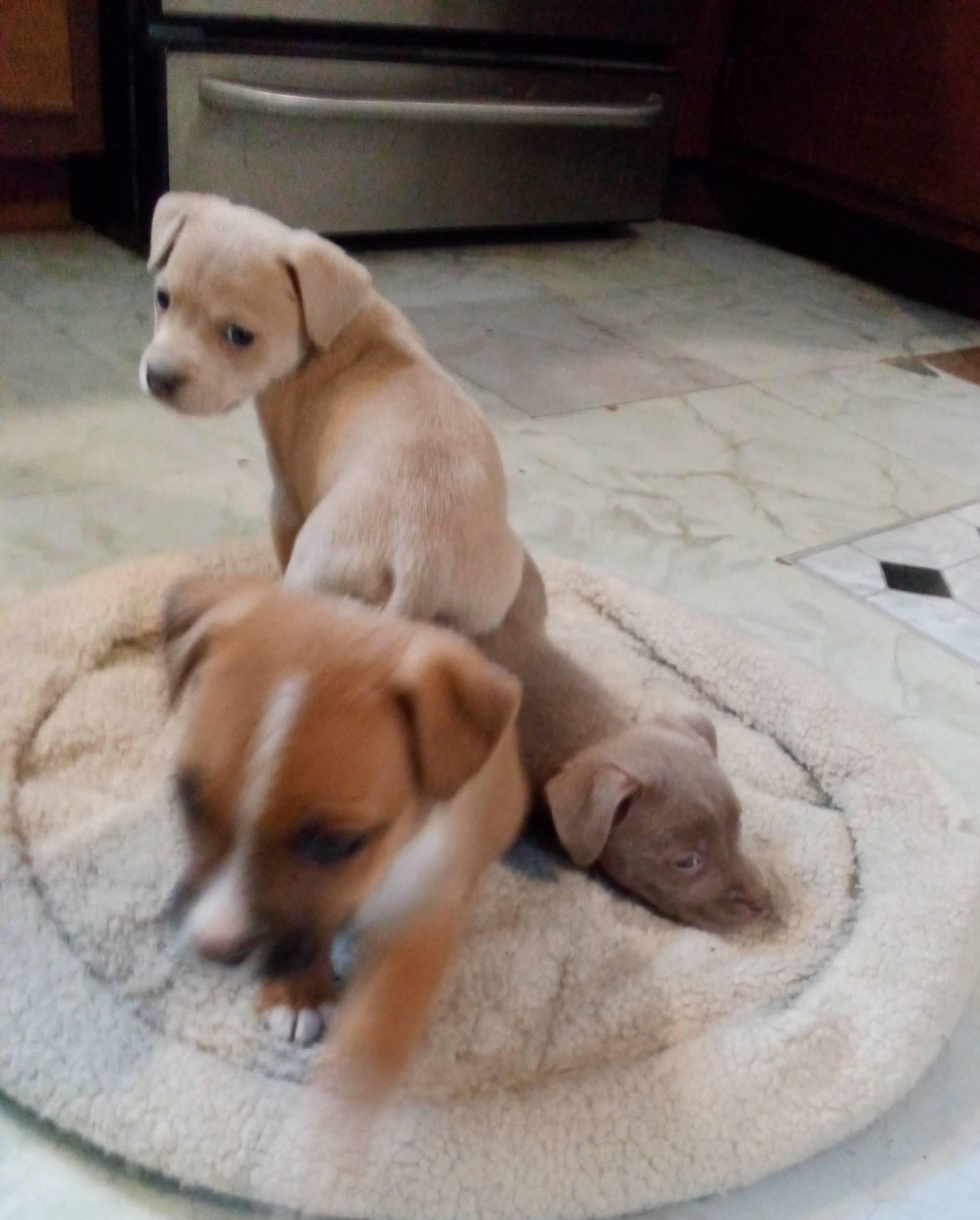 Pinto, an adopted mixed breed in South Royalton, VT image 2/3