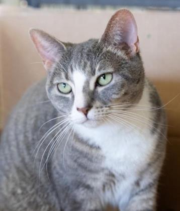 Enlarge Sienna, a Adoptable mixed breed in Helendale, CA image 1/1