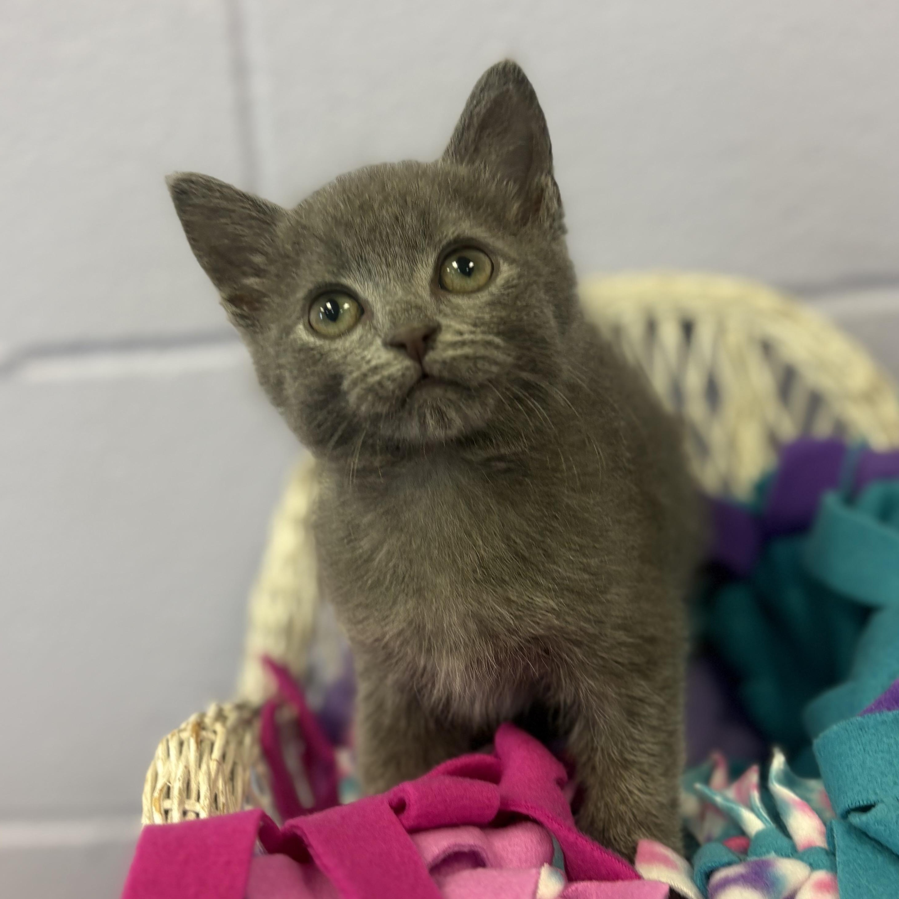 Enlarge Dryer Lint, a Adoptable mixed breed in Bardstown, KY image 5/5