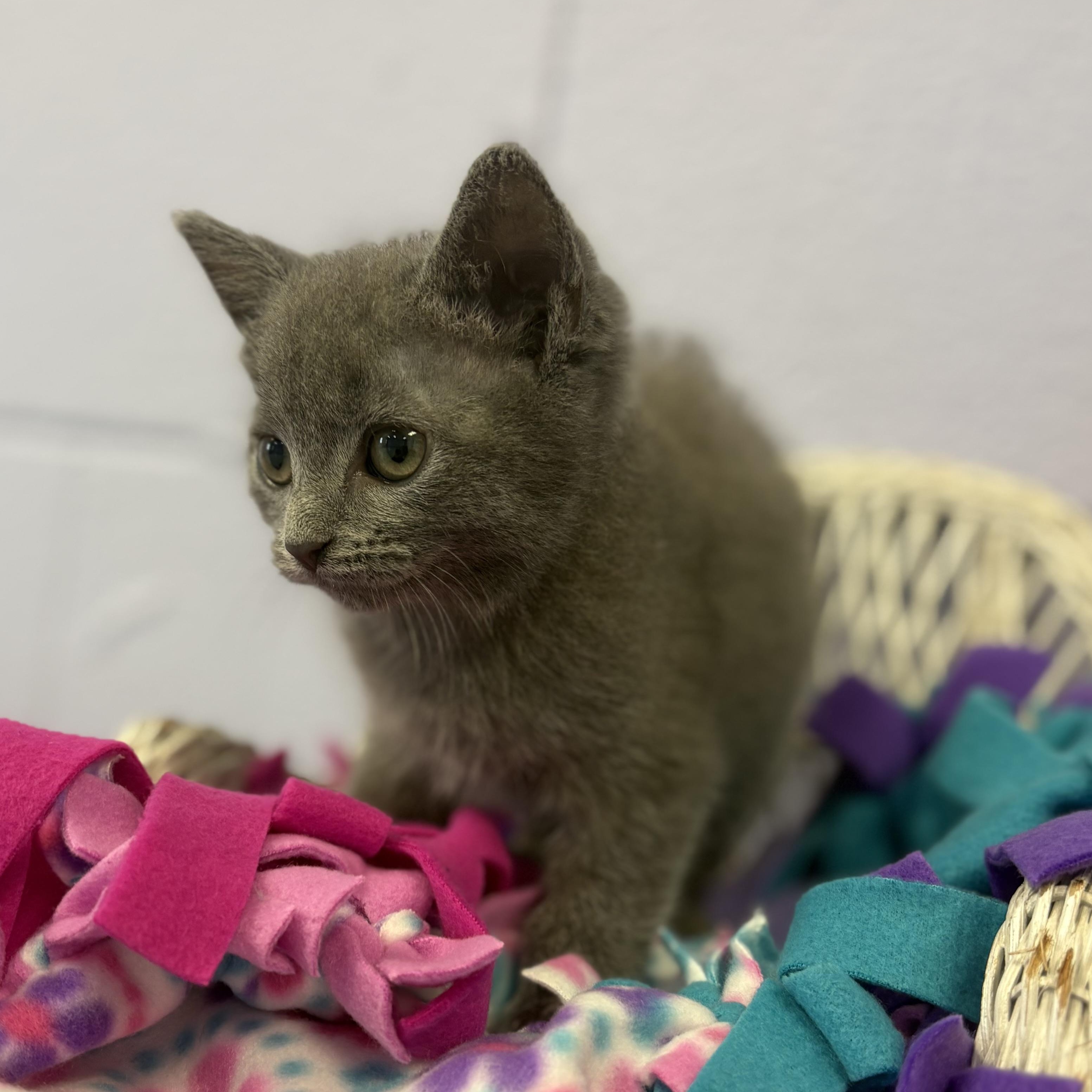 Enlarge Dryer Lint, a Adoptable mixed breed in Bardstown, KY image 4/5