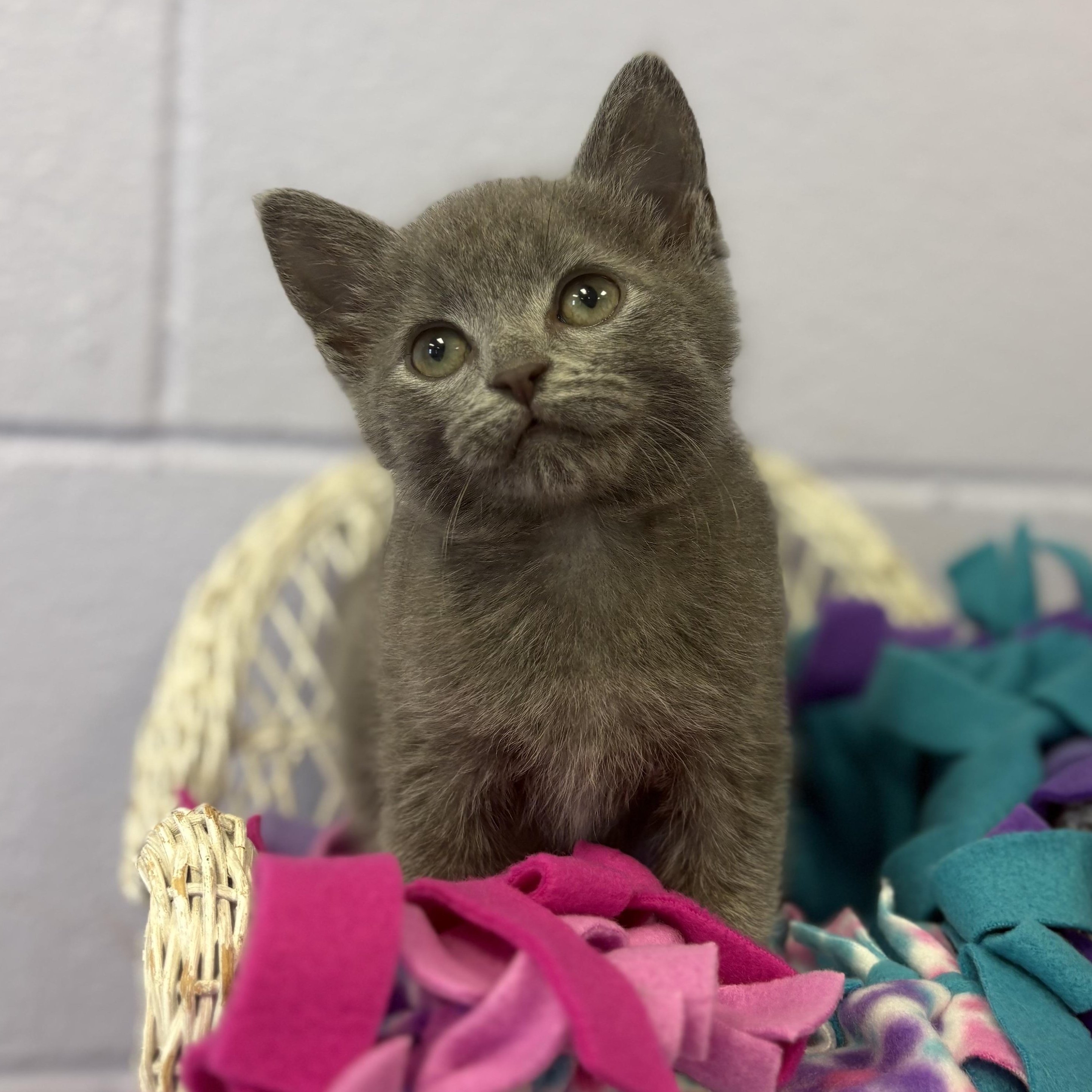 Dryer Lint, Adoptable, Kitten Male Domestic Medium Hair.