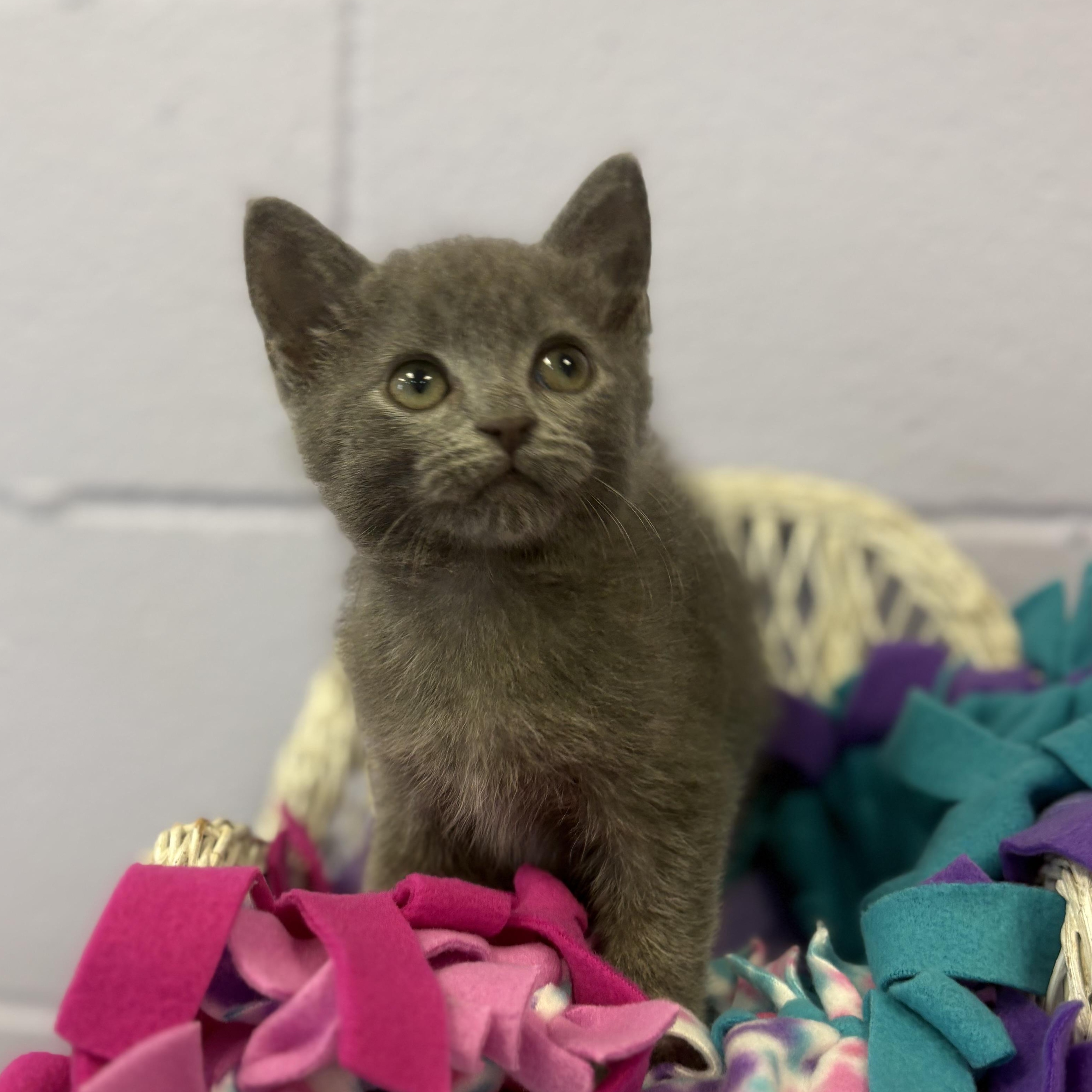 Enlarge Dryer Lint, a Adoptable mixed breed in Bardstown, KY image 2/5