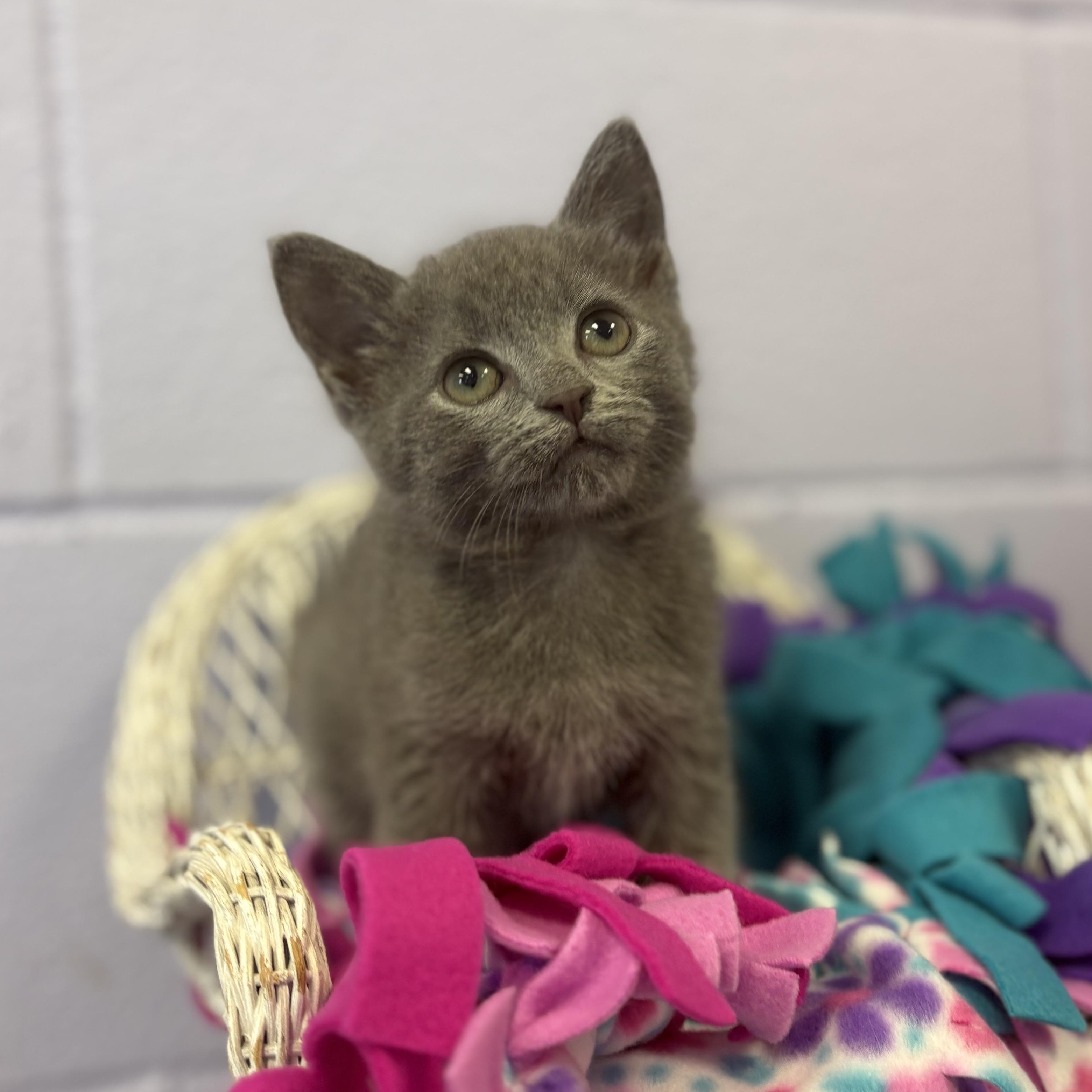 Enlarge Dryer Lint, a Adoptable mixed breed in Bardstown, KY image 3/5