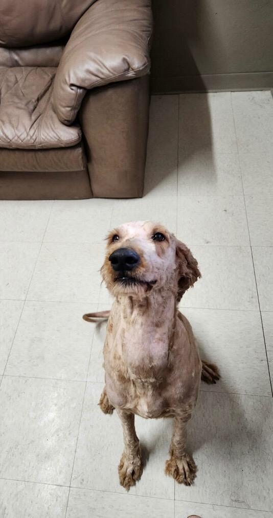 June, a Adoptable mixed breed in Fayetteville, TN image 3/6