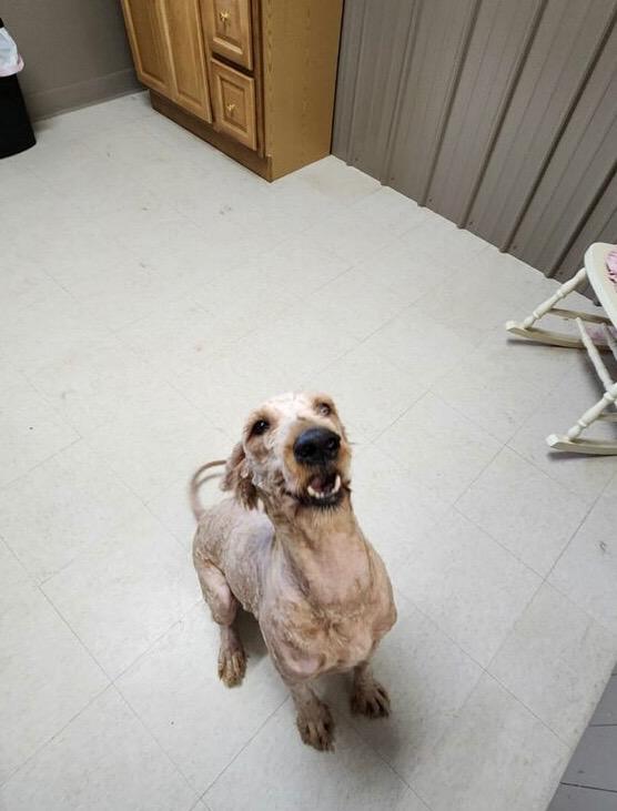 June, a Adoptable mixed breed in Fayetteville, TN image 4/6