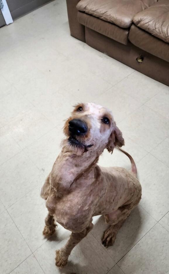 June, a Adoptable mixed breed in Fayetteville, TN image 6/6