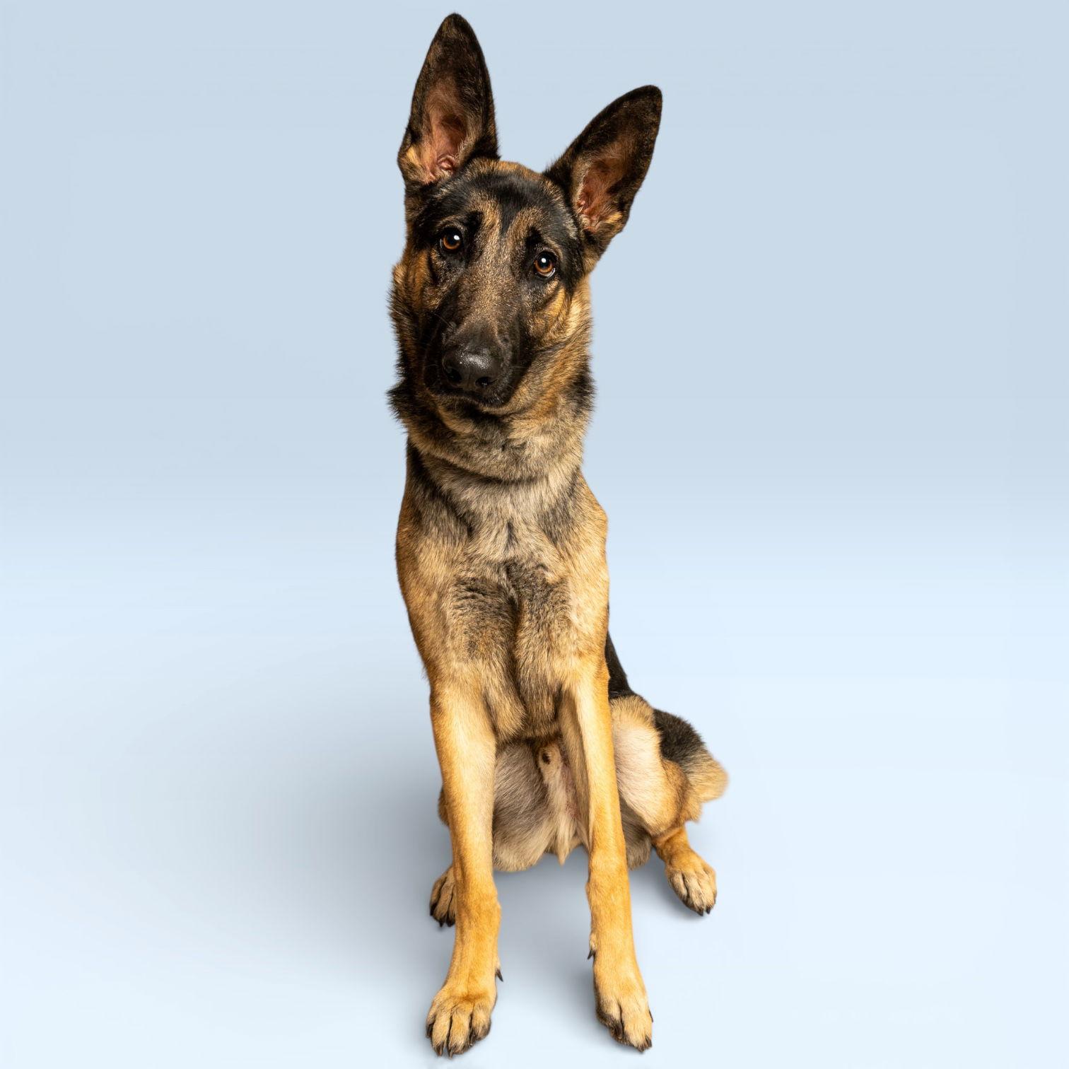 Enlarge Hunter, a Adopted German Shepherd Dog in Richardson, TX image 1/1
