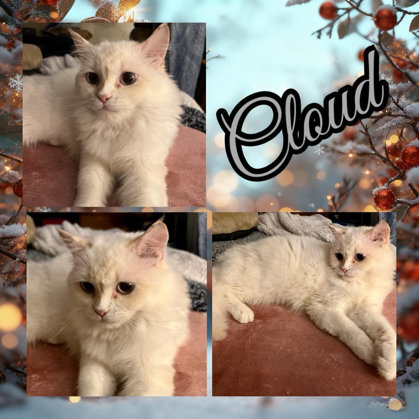 Enlarge Cloud, a ADOPTABLE mixed breed in Ennis, TX image 1/1