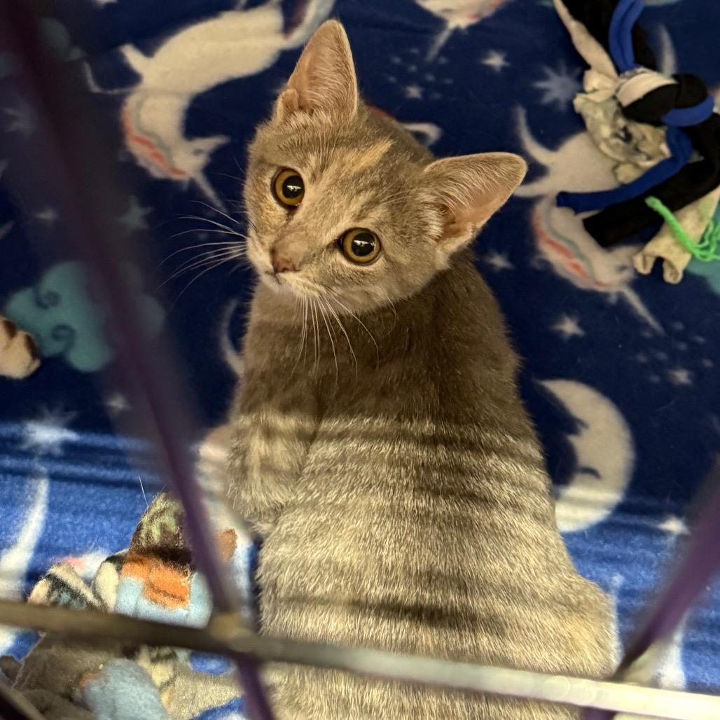 Enlarge Cleo, a Adoptable Domestic Short Hair in Bismarck, ND image 1/1