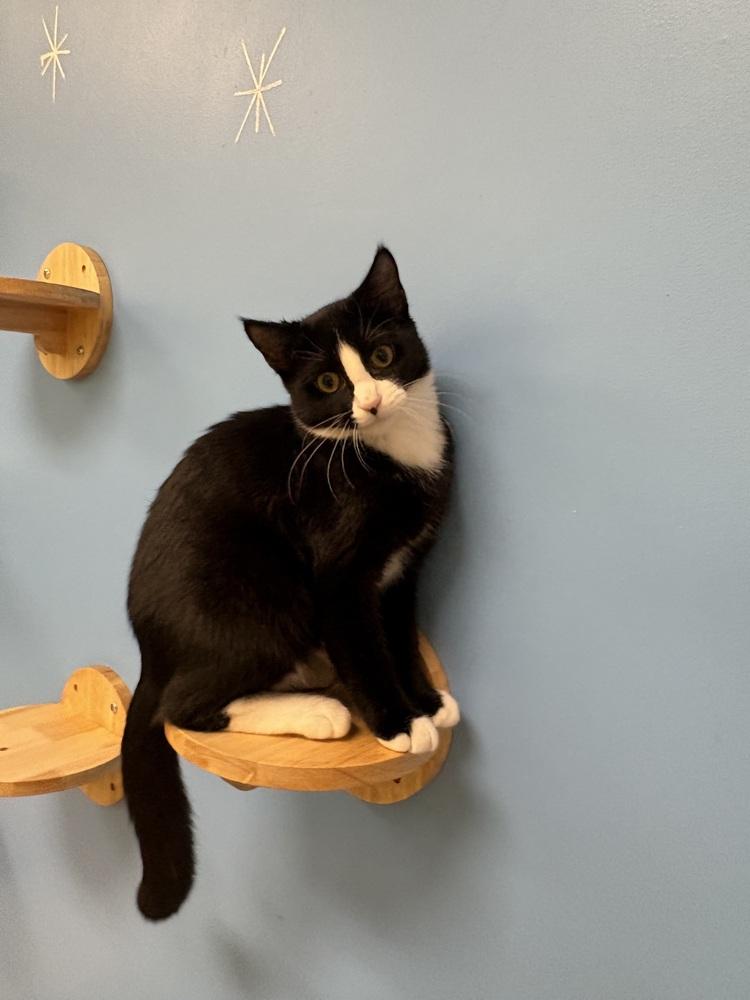 Huckleberry, Adoptable, Kitten Female Domestic Short Hair.