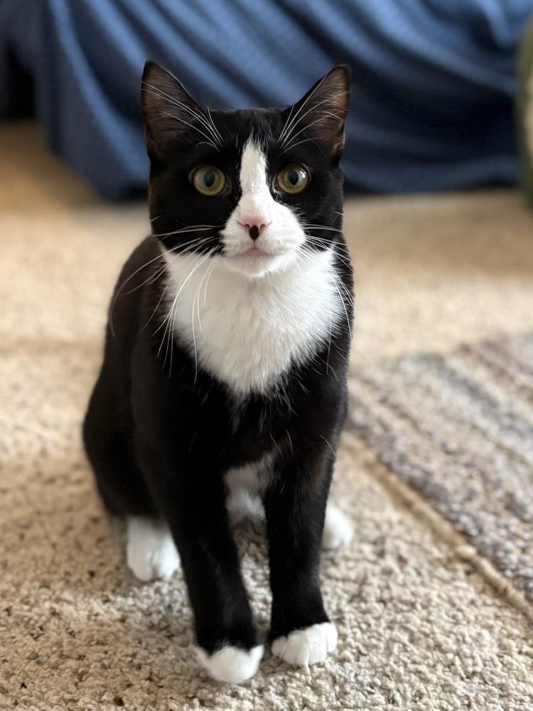 Enlarge Huckleberry, a Adoptable Domestic Short Hair in Harpers Ferry, WV image 2/3