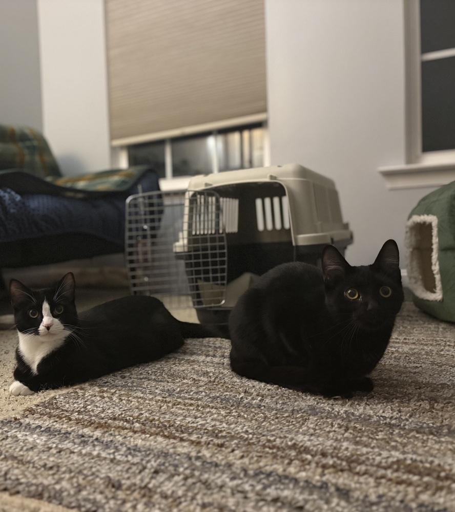 Enlarge Huckleberry, a Adoptable Domestic Short Hair in Harpers Ferry, WV image 3/3