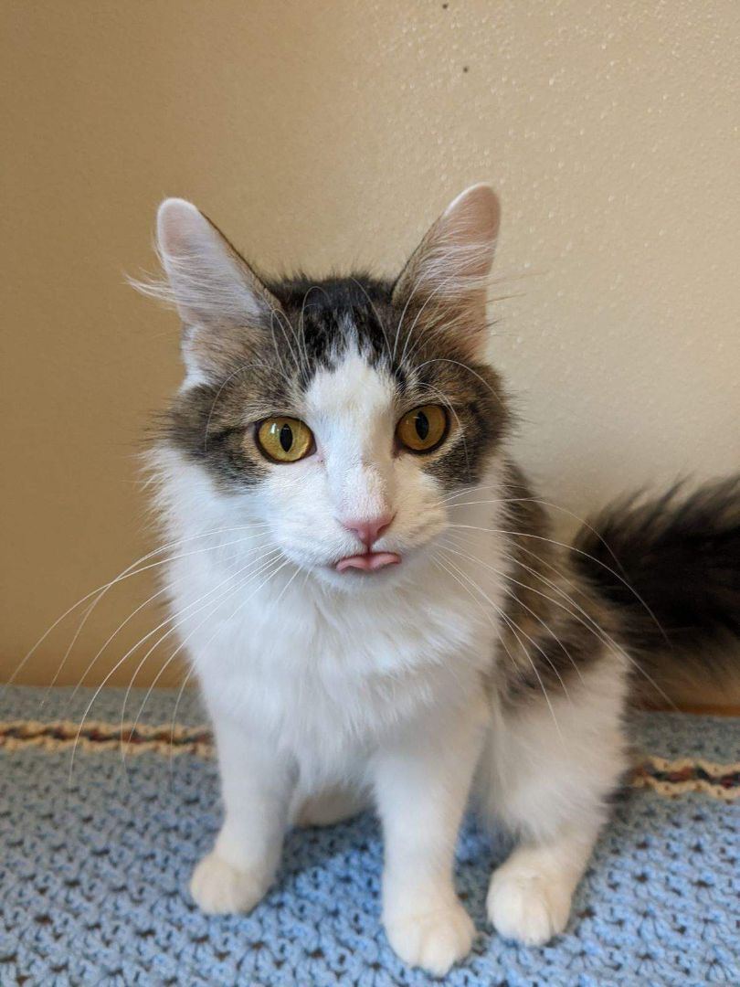 Ginger, an adoptable Domestic Long Hair in Upper Sandusky, OH image 2/3