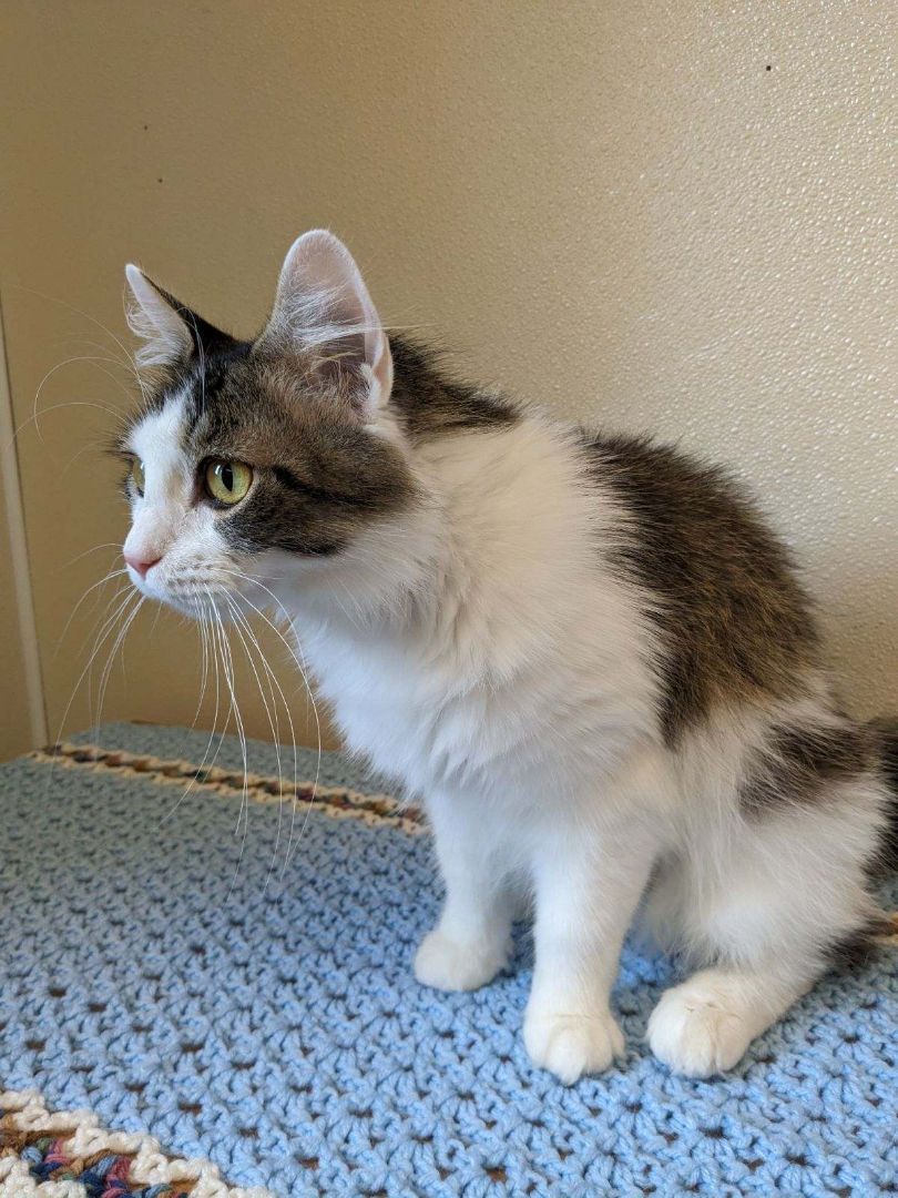 Ginger, an adoptable Domestic Long Hair in Upper Sandusky, OH image 3/3