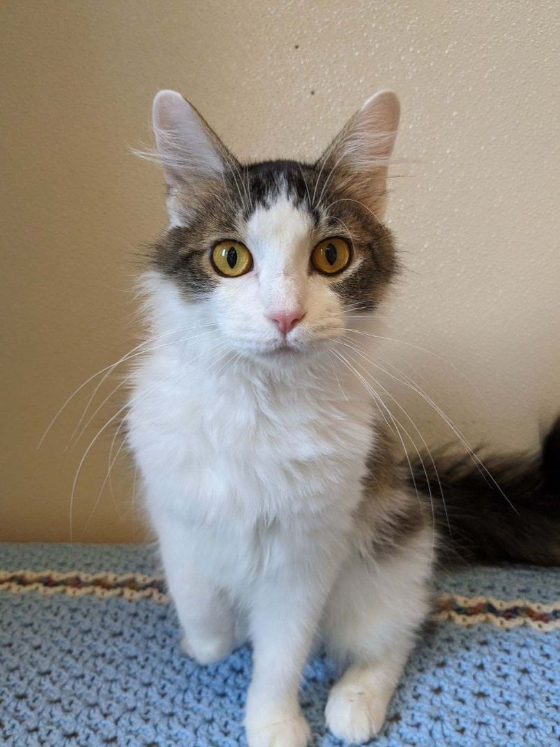 Ginger, adoptable, Adult Female Domestic Long Hair.