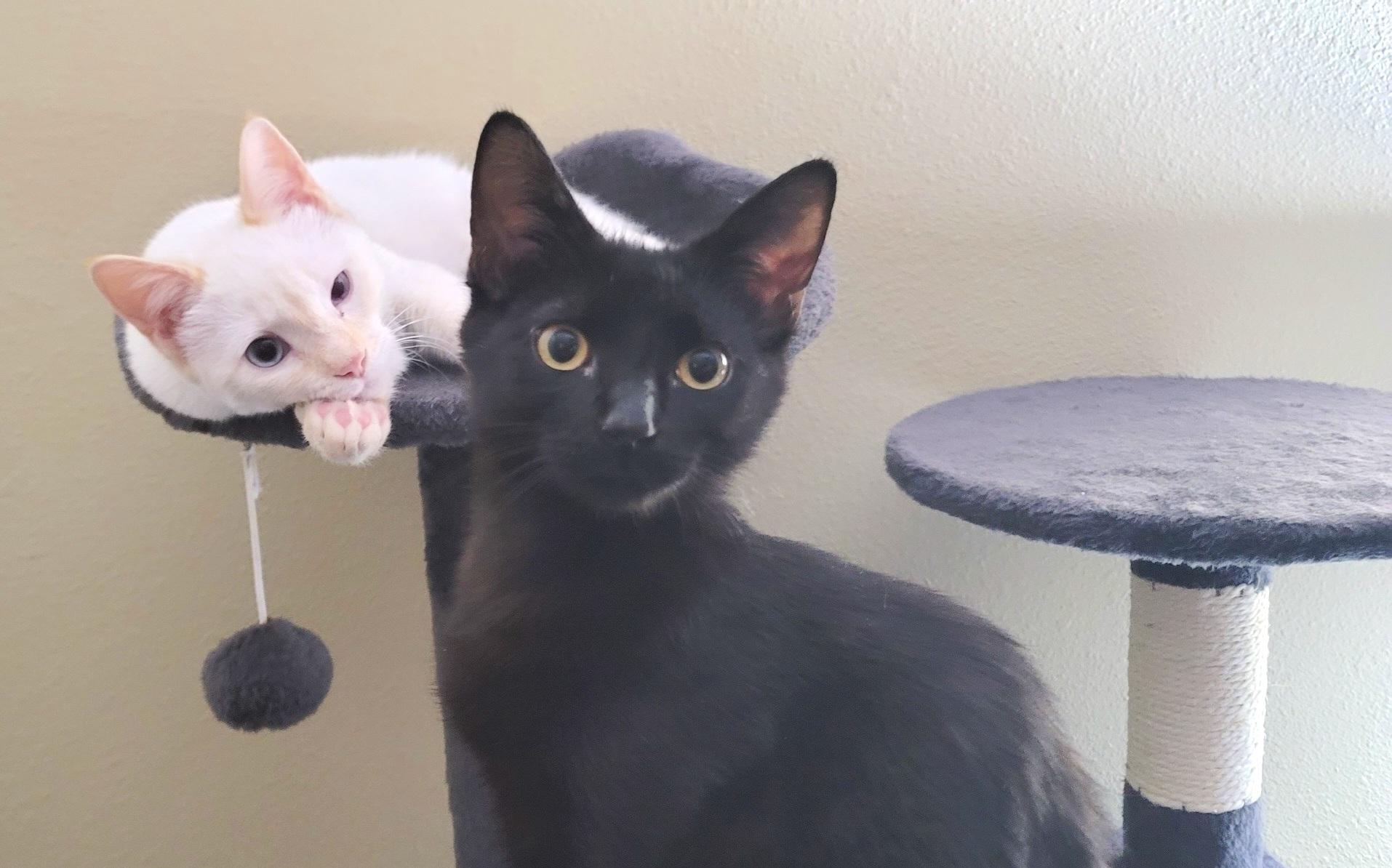 Oliver, adopted, Kitten Male Bombay & Domestic Short Hair.