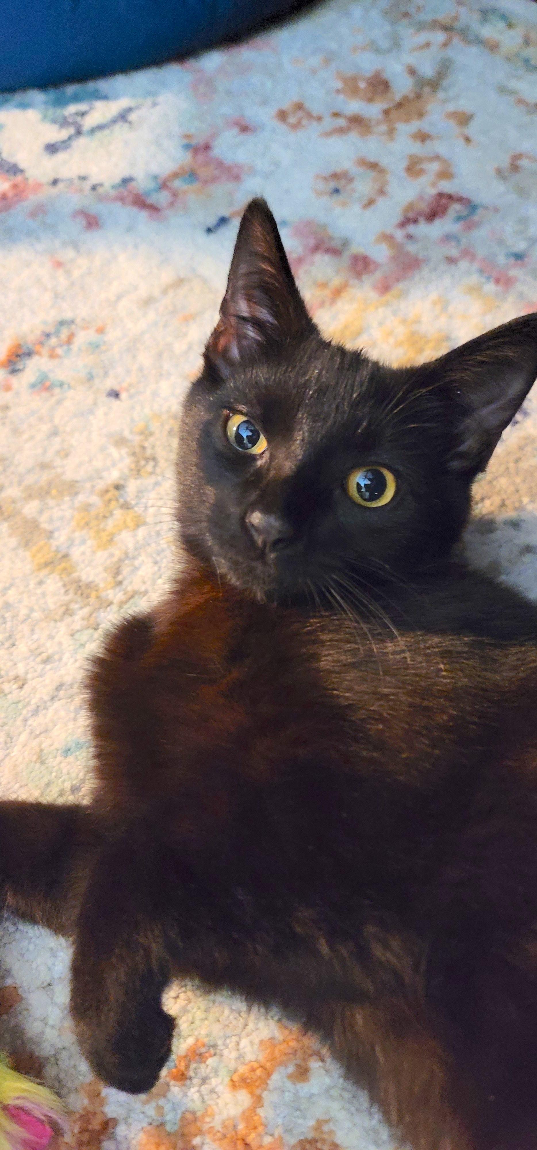 Enlarge Oliver, an adopted mixed breed in Houston, TX image 2/3