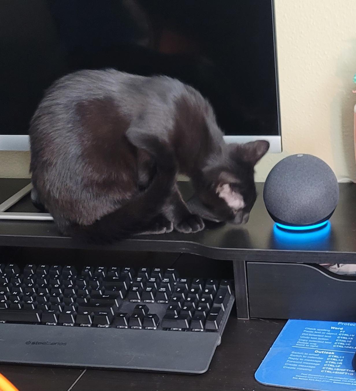 Enlarge Oliver, an adopted mixed breed in Houston, TX image 3/3