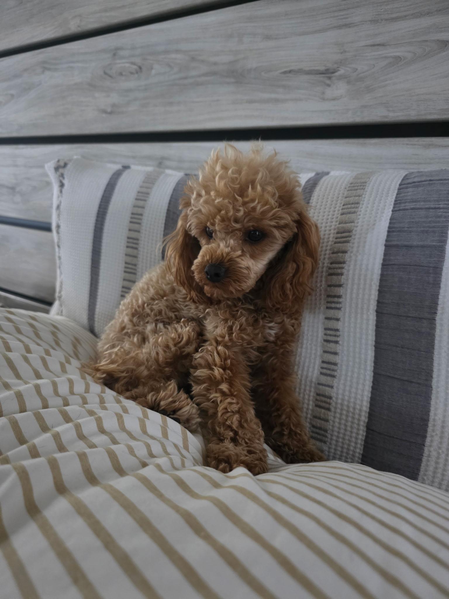 Enlarge Rhett, a Adoptable Poodle (Toy) in Maumee, OH image 2/2