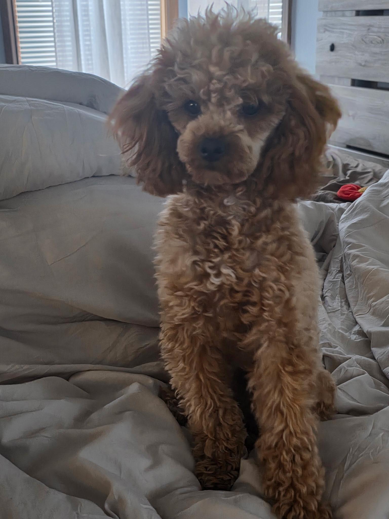 Rhett, Adoptable, Young Male Poodle (Toy).