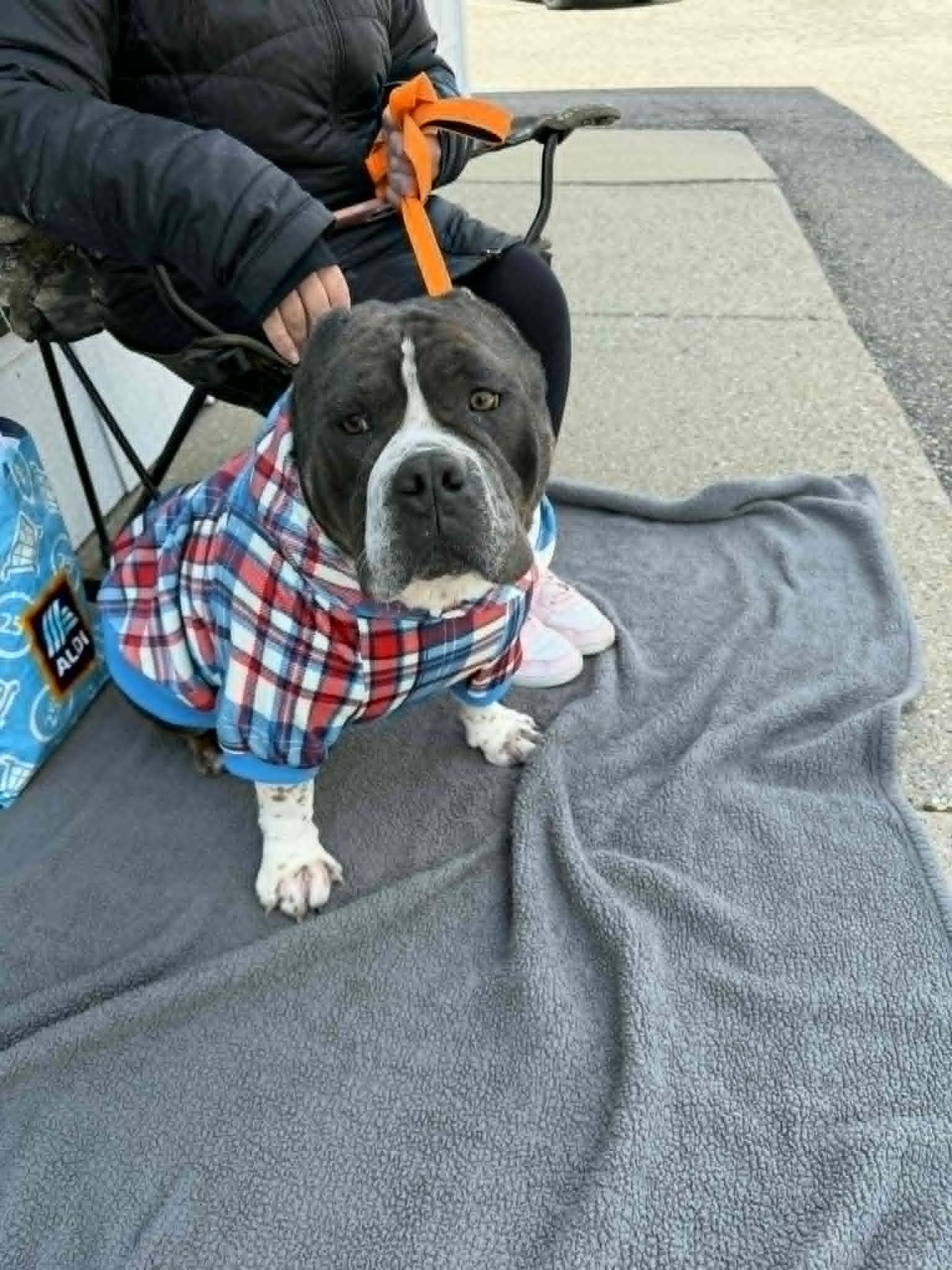 Smudge, Adoptable, Adult Male Pit Bull Terrier.