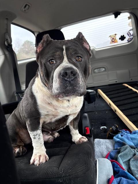 Enlarge Smudge, a Adoptable mixed breed in St. Clair Shores, MI image 2/6