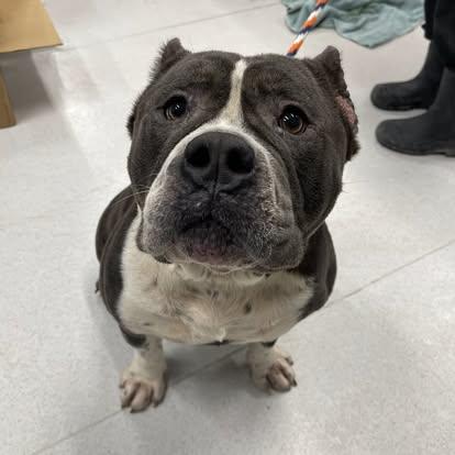 Enlarge Smudge, a Adoptable mixed breed in St. Clair Shores, MI image 3/6