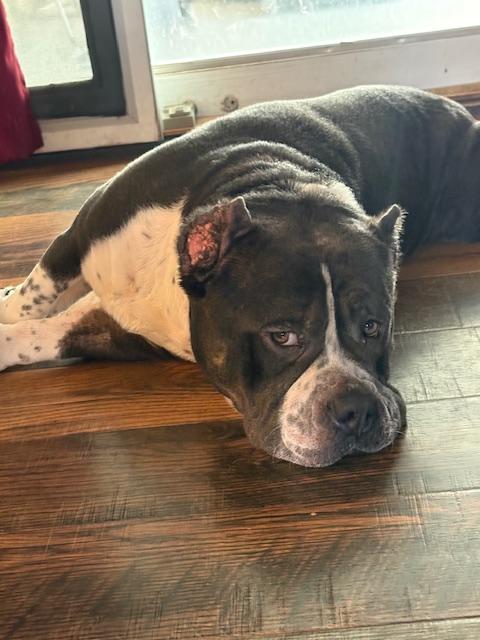 Enlarge Smudge, a Adoptable mixed breed in St. Clair Shores, MI image 4/6