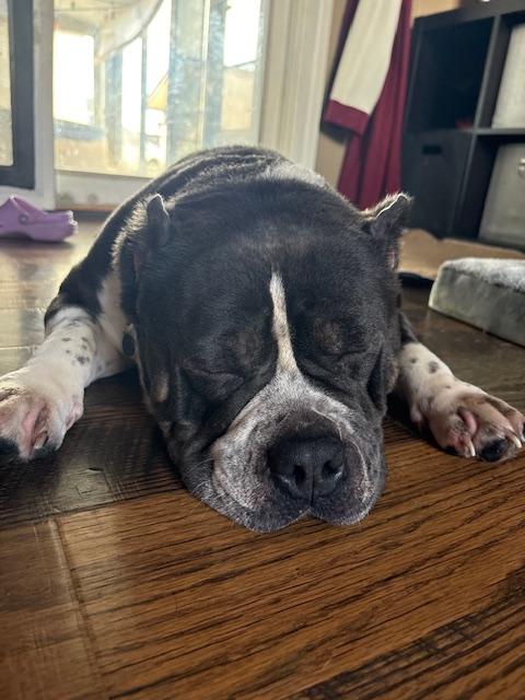 Enlarge Smudge, a Adoptable mixed breed in St. Clair Shores, MI image 6/6