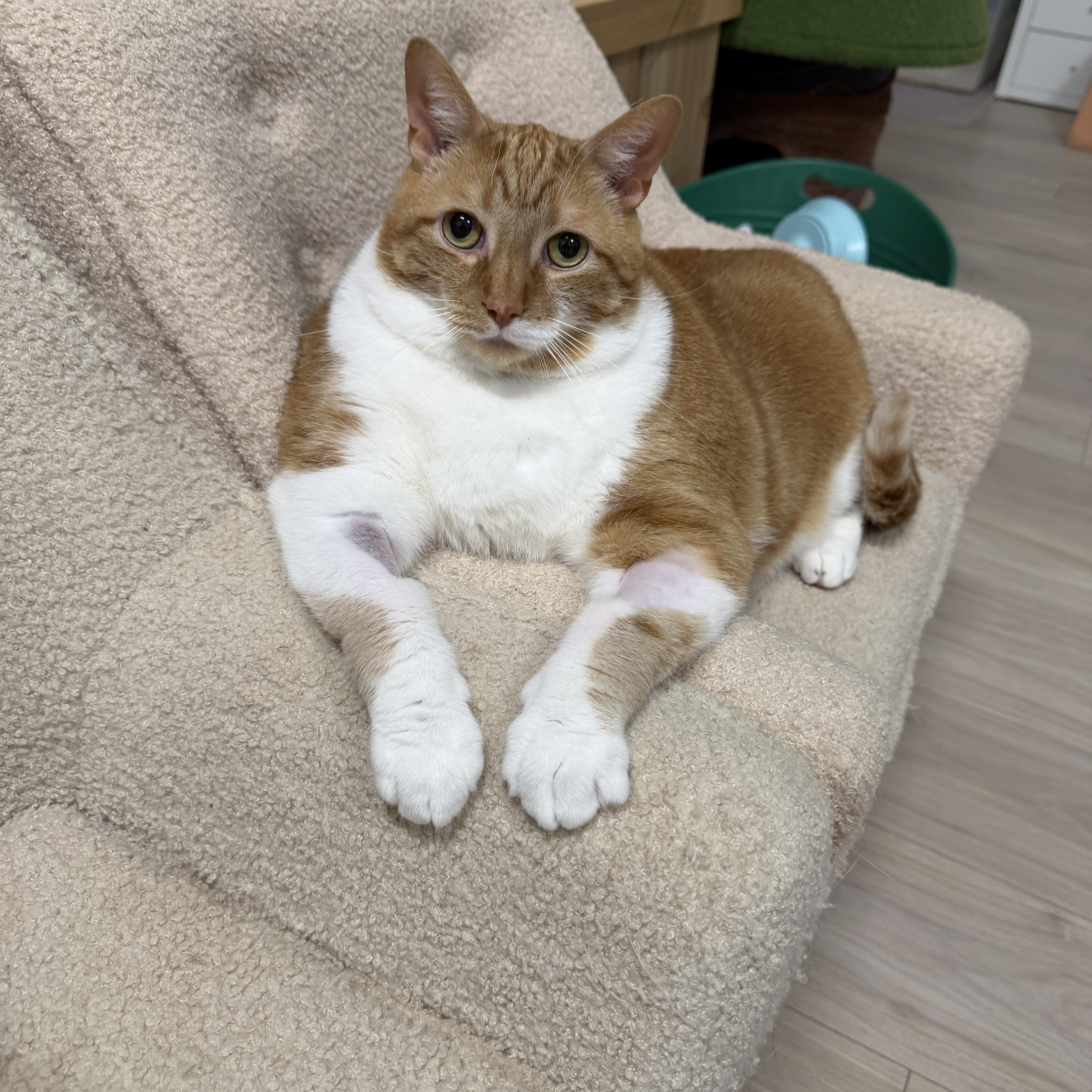 Jelly Roll, a ADOPTABLE Domestic Short Hair in Ottawa, ON image 3/5