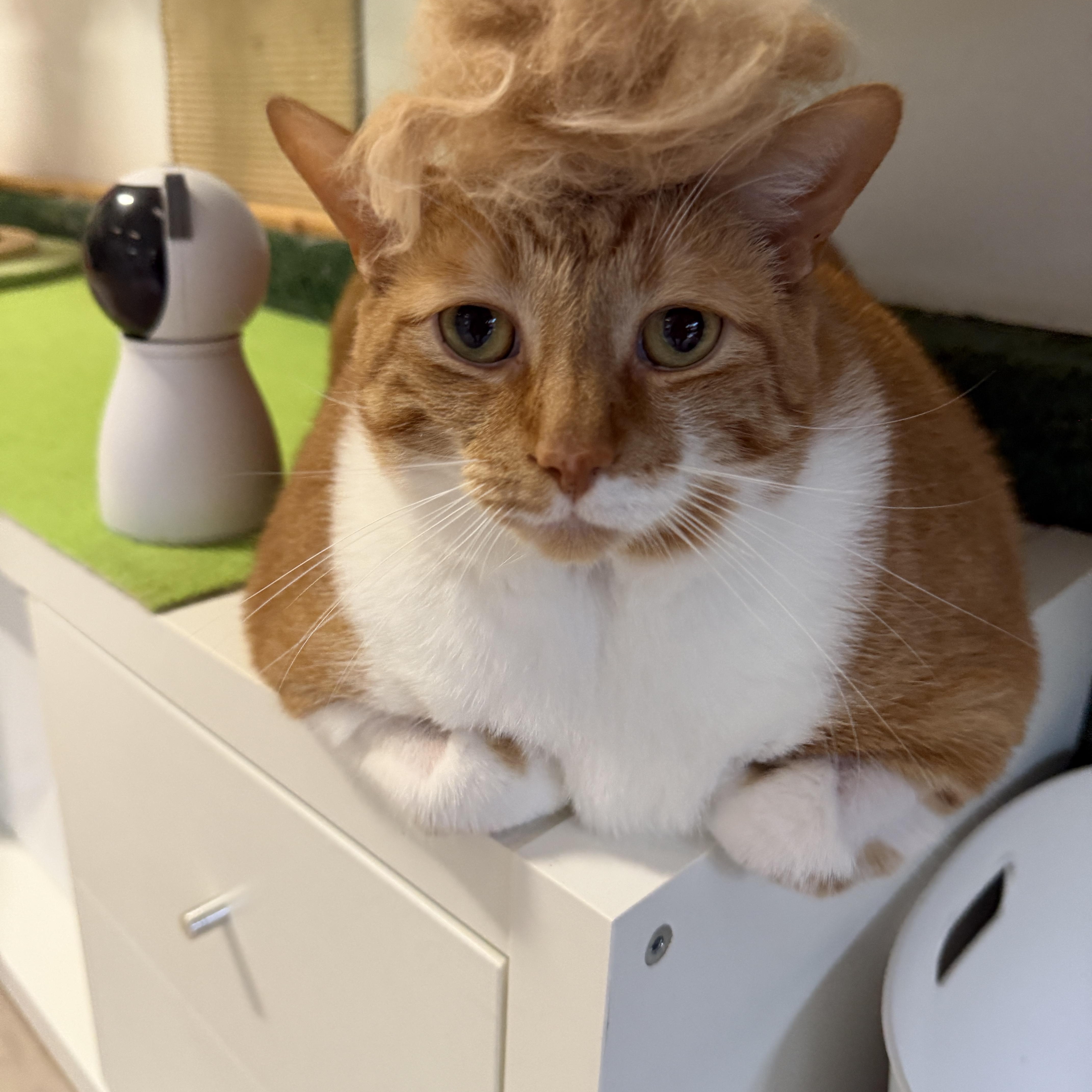Jelly Roll, a ADOPTABLE Domestic Short Hair in Ottawa, ON image 2/5