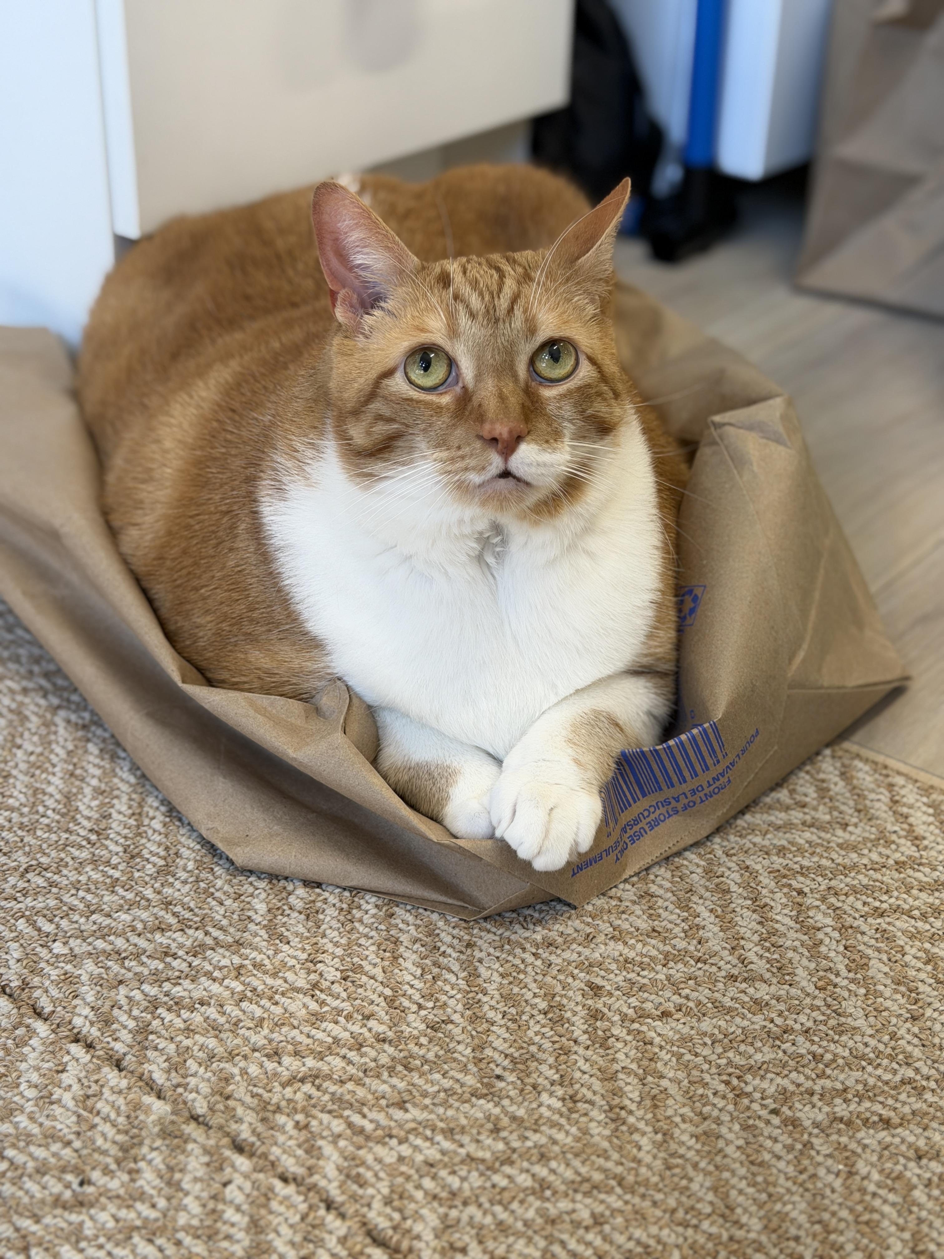 Jelly Roll, a ADOPTABLE Domestic Short Hair in Ottawa, ON image 5/5