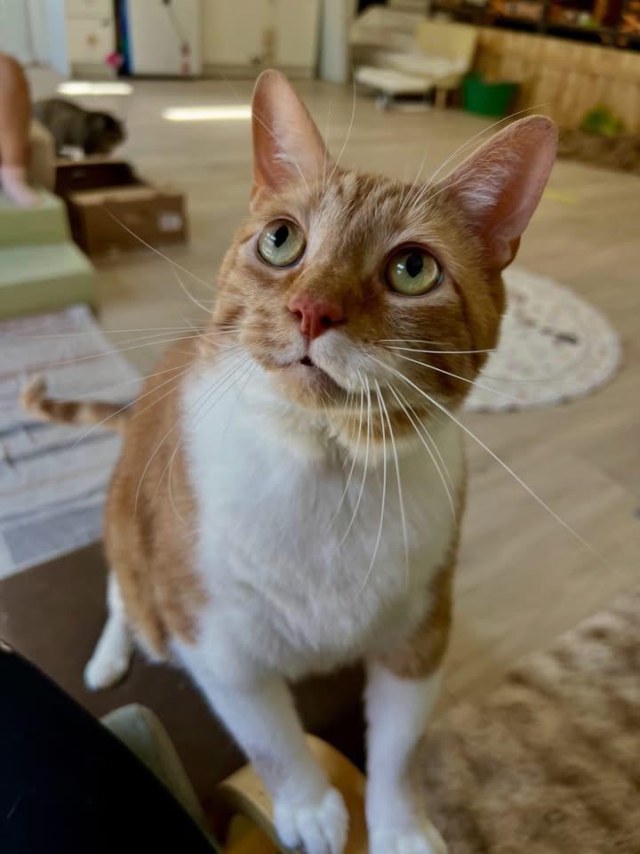 Jelly Roll, a ADOPTABLE Domestic Short Hair in Ottawa, ON image 4/5