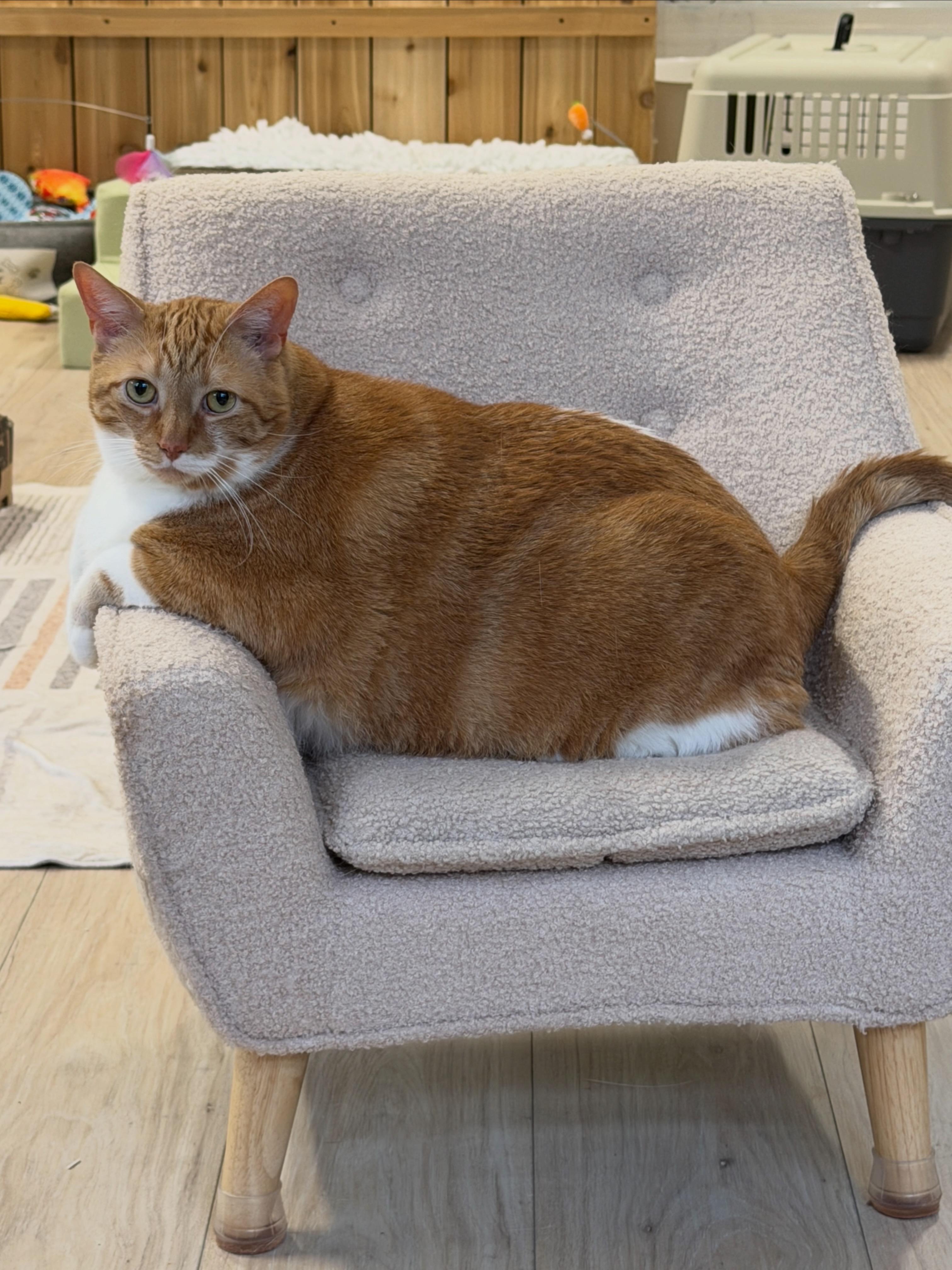 Jelly Roll, a ADOPTABLE Domestic Short Hair in Ottawa, ON image 1/5