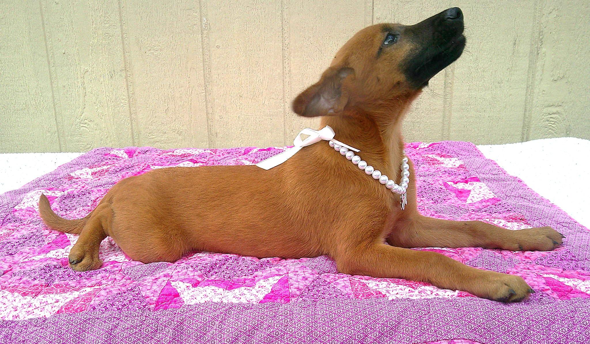 CHER, a ADOPTABLE mixed breed in Olympia, WA image 4/6